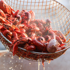 Cangrejo rojo de río cocido y congelado de Seafood Sevilla listo para consumir.